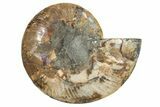 Cut & Polished Ammonite Fossil (Half) - Madagascar #296403-1